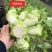 600亩儿菜，基地自销，无中间商，欢迎洽谈合作