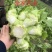 600亩儿菜，基地自销，无中间商，欢迎洽谈合作