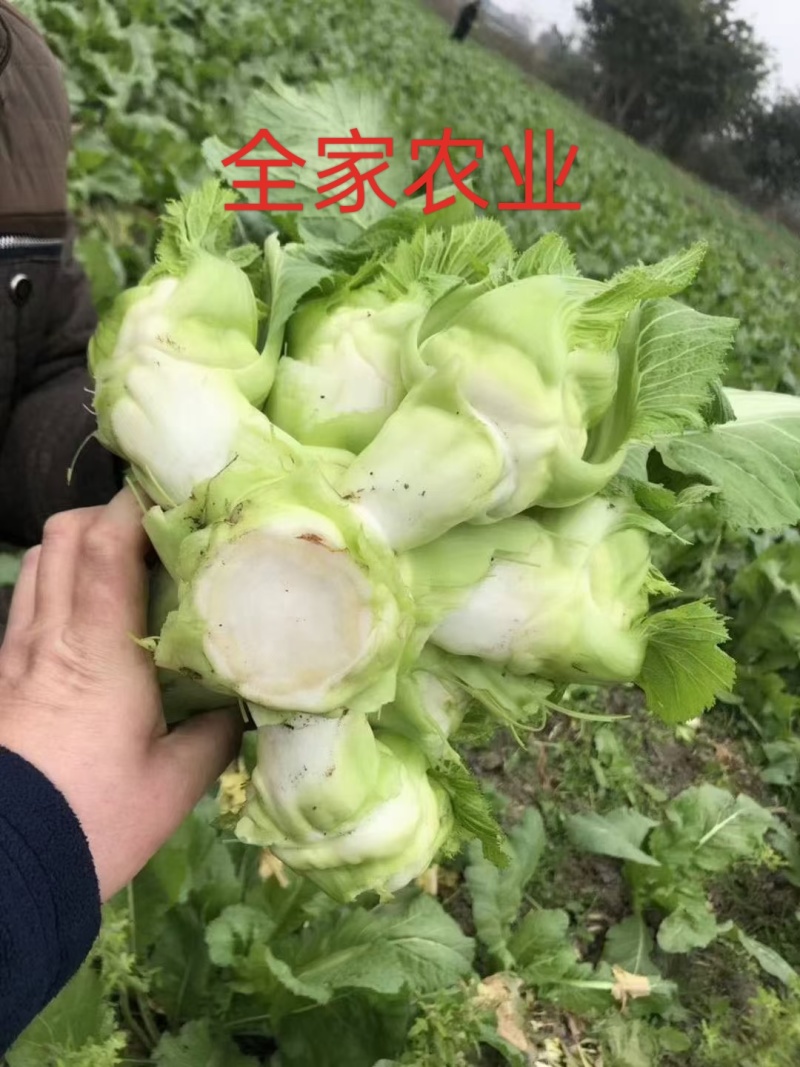 600亩儿菜，基地自销，无中间商，欢迎洽谈合作
