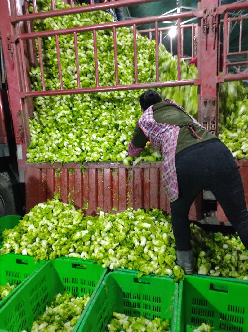 600亩儿菜，基地自销，无中间商，欢迎洽谈合作