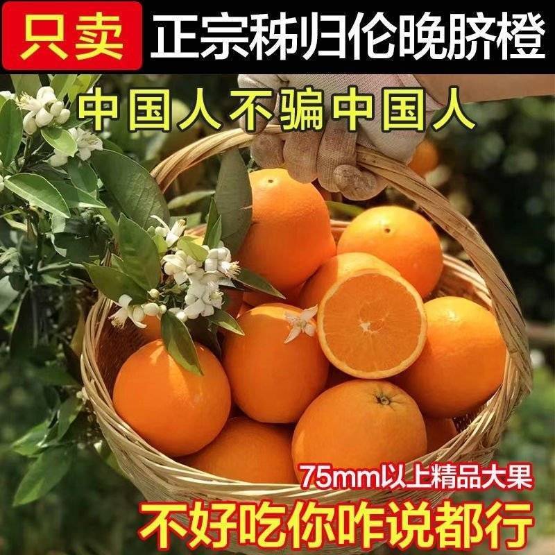 【伦晚脐橙】秭归脐橙湖北脐橙/新鲜采摘皮薄肉厚/全国发货