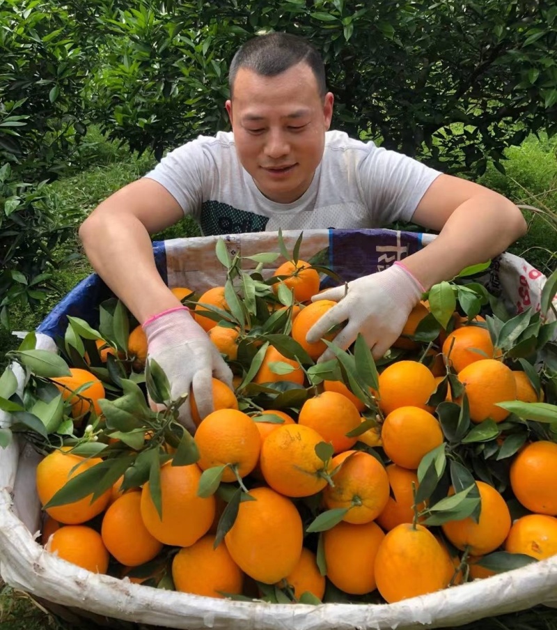 【伦晚脐橙】秭归脐橙湖北脐橙/新鲜采摘皮薄肉厚/全国发货