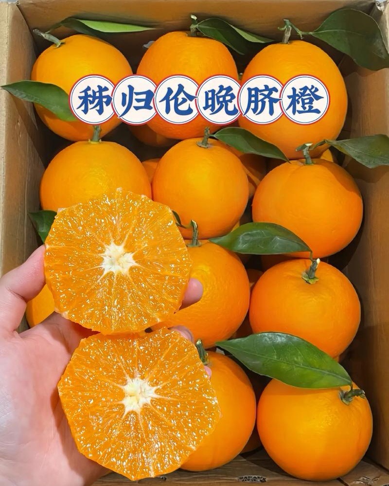 【伦晚脐橙】秭归脐橙湖北脐橙/新鲜采摘皮薄肉厚/全国发货
