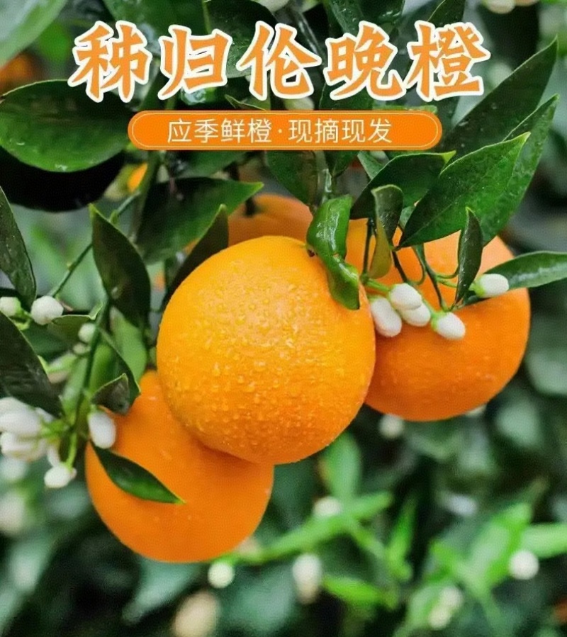 【伦晚脐橙】秭归脐橙湖北脐橙/新鲜采摘皮薄肉厚/全国发货