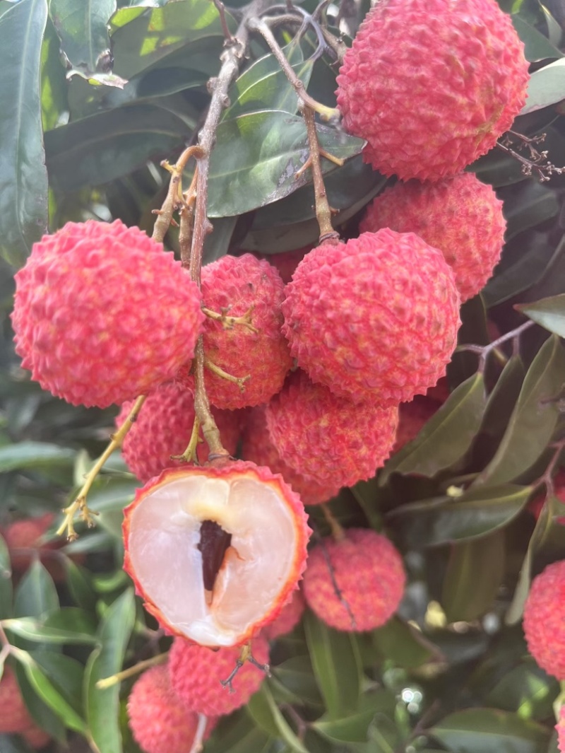 广西宾阳正宗桂味荔枝现货头批果
