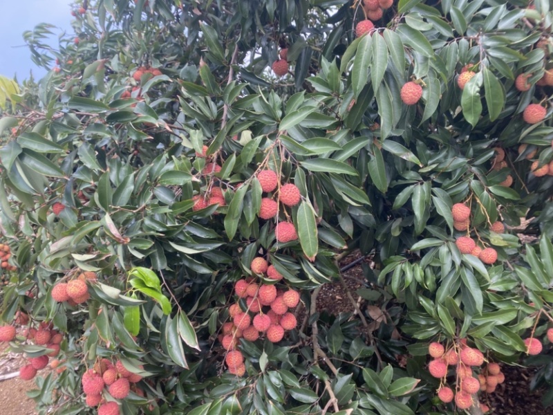 广西宾阳正宗桂味荔枝现货头批果