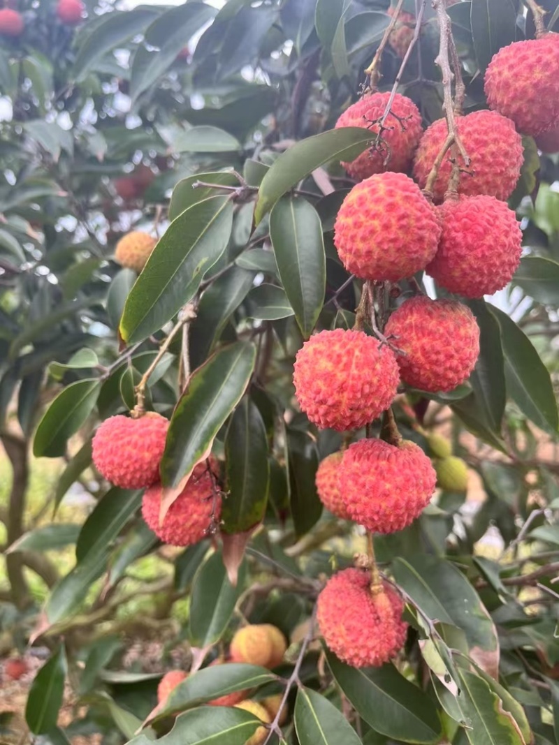 广西宾阳正宗桂味荔枝现货头批果
