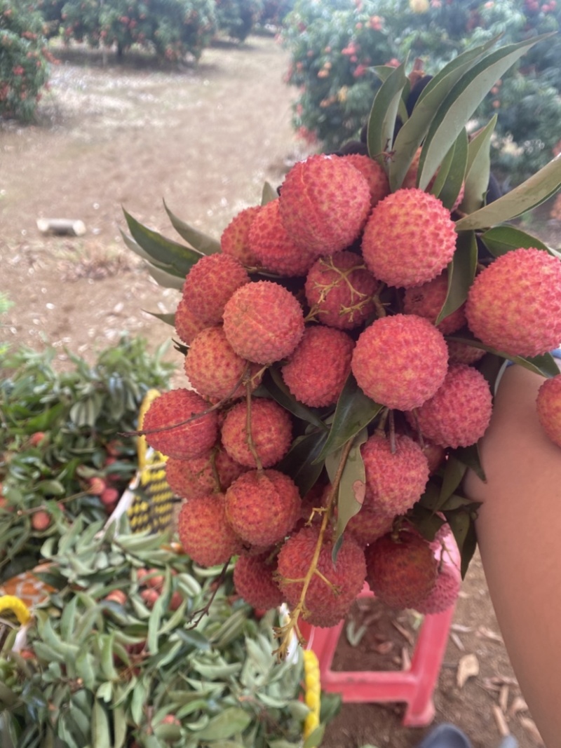 广西宾阳正宗桂味荔枝现货头批果