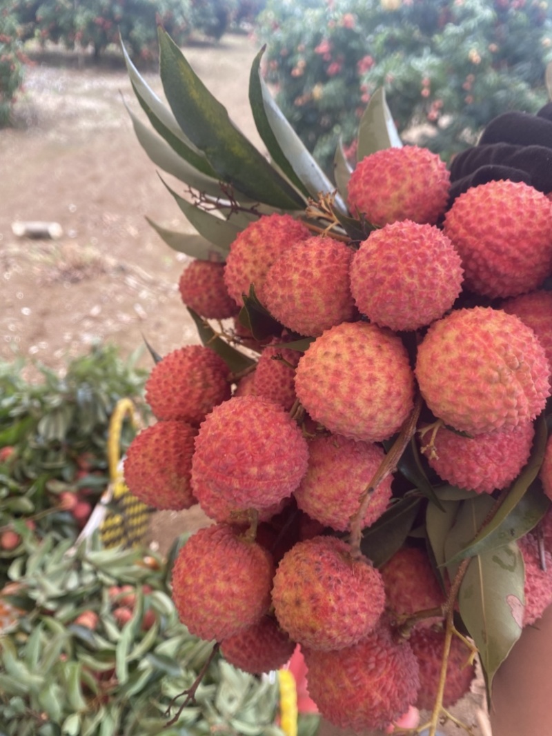 广西宾阳正宗桂味荔枝现货头批果