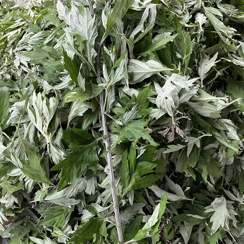 湖南湘西野生艾叶干艾草对接所有批发商不零售