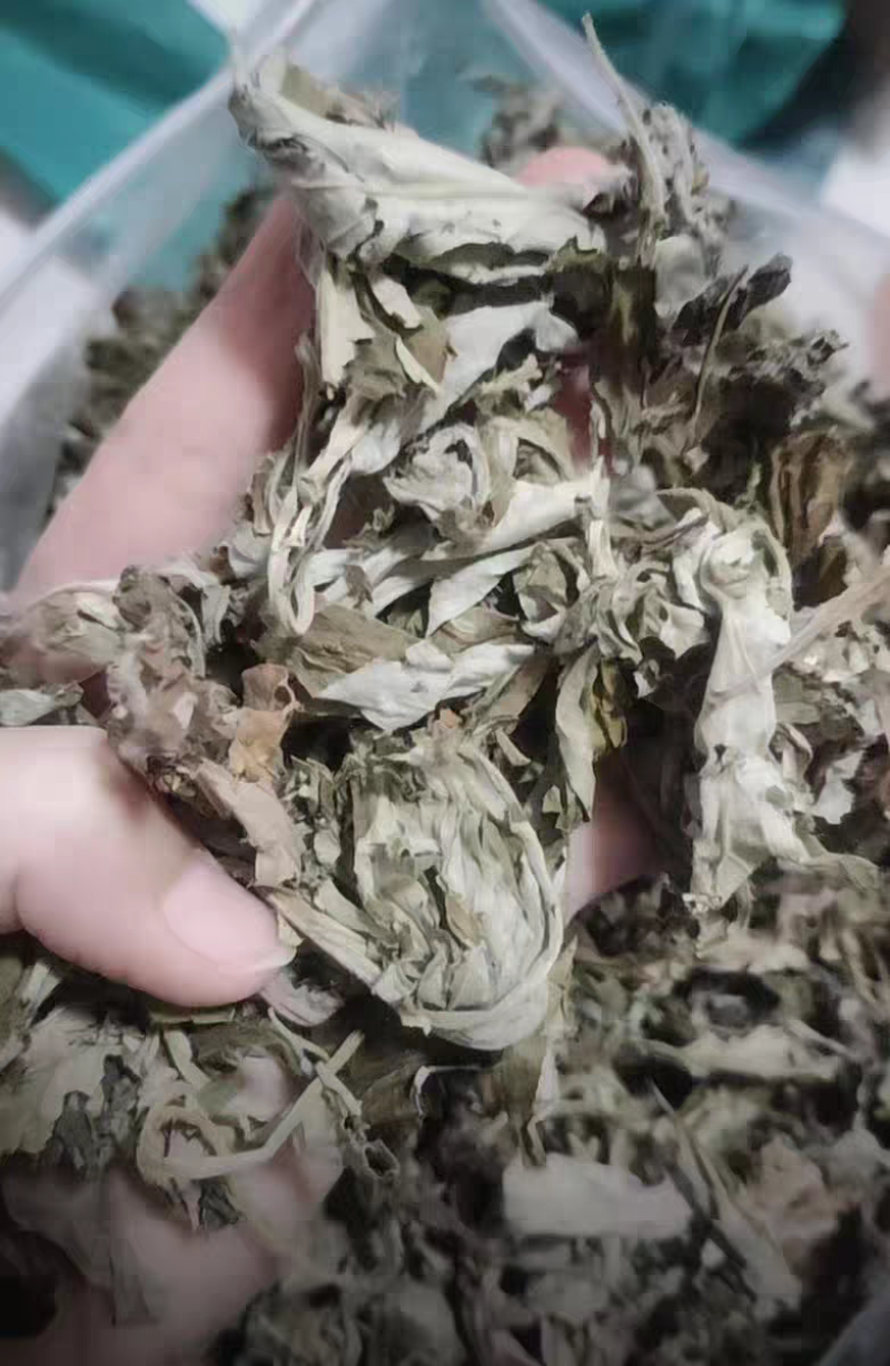 湖南湘西野生艾叶干艾草对接所有批发商不零售