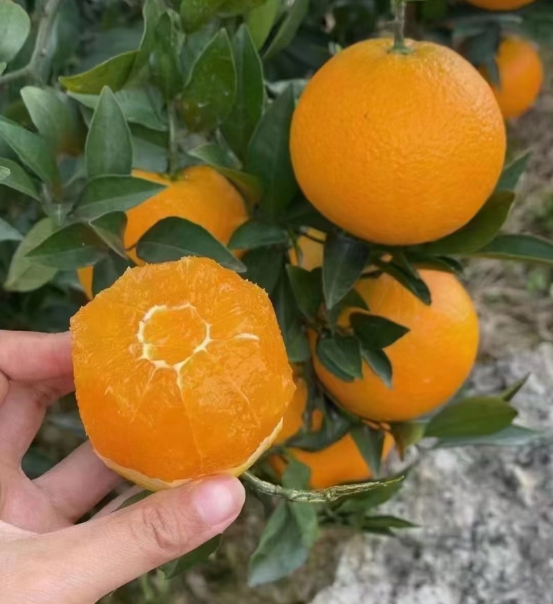 九月红果冻橙，湖北脐橙，入口即化，鲜甜多汁，现摘现发
