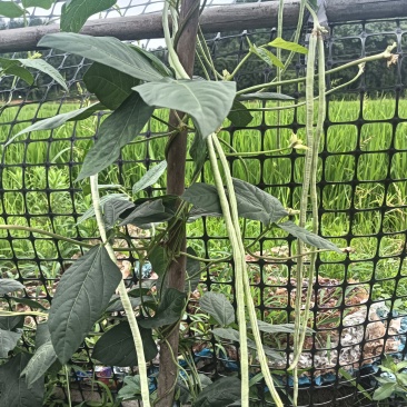 日盛白金刚白豇豆种子早中熟耐高温白豆角种籽春夏季播长豇豆