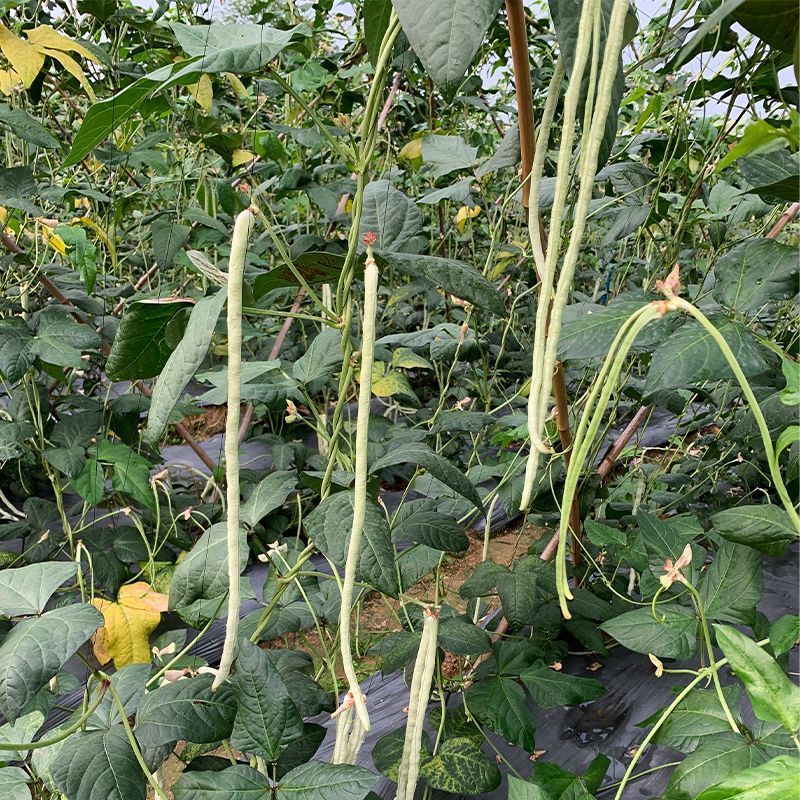 日盛白金刚白豇豆种子早中熟耐高温白豆角种籽春夏季播长豇豆