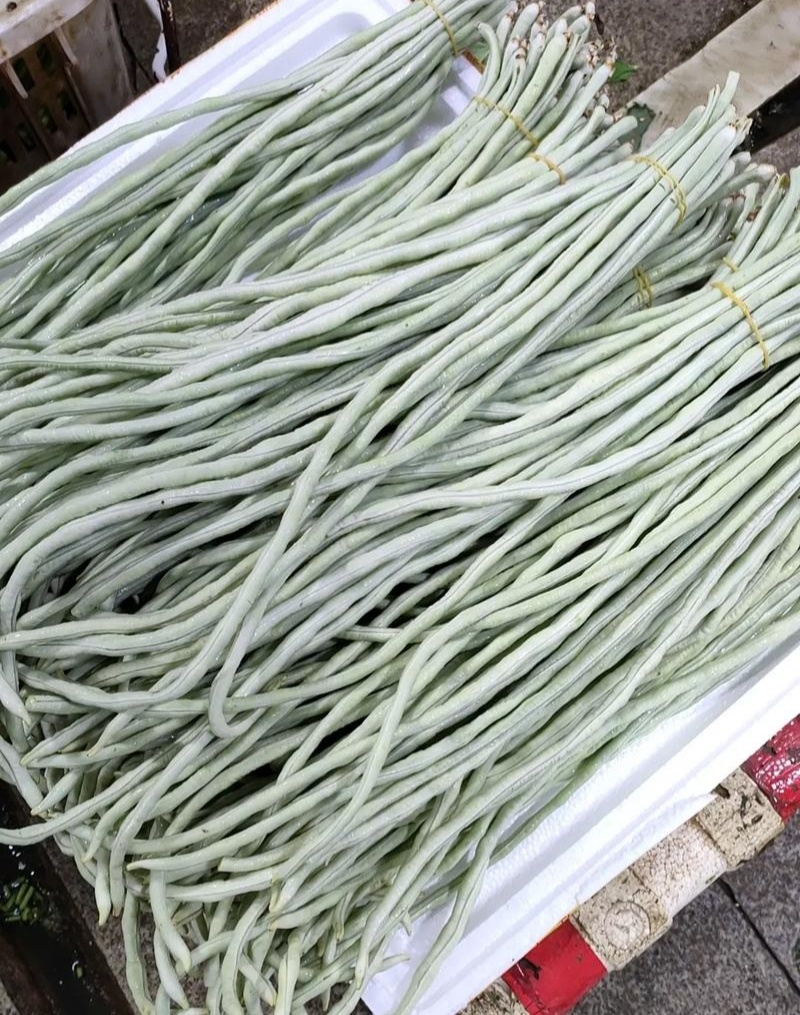 日盛白金刚白豇豆种子早中熟耐高温白豆角种籽春夏季播长豇豆