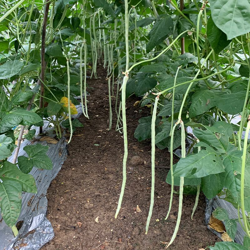 日盛白金刚白豇豆种子早中熟耐高温白豆角种籽春夏季播长豇豆