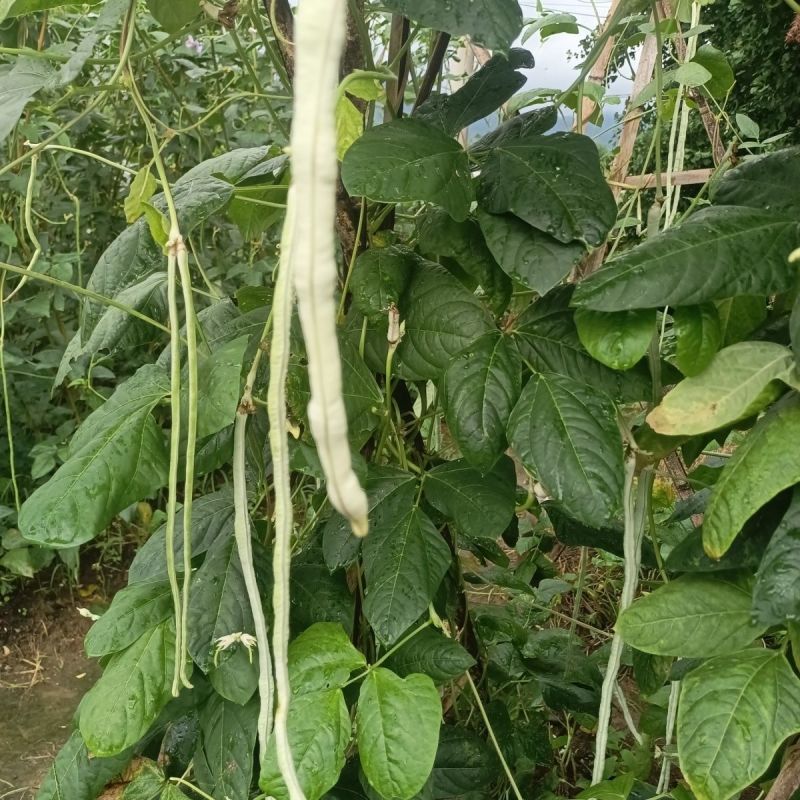 日盛白金刚白豇豆种子早中熟耐高温白豆角种籽春夏季播长豇豆