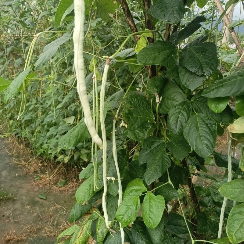日盛白金刚白豇豆种子早中熟耐高温白豆角种籽春夏季播长豇豆