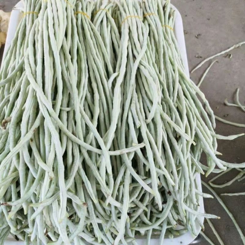 日盛白金刚白豇豆种子早中熟耐高温白豆角种籽春夏季播长豇豆