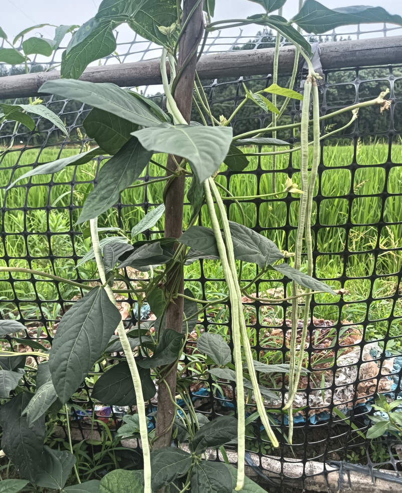 日盛白金刚白豇豆种子早中熟耐高温白豆角种籽春夏季播长豇豆