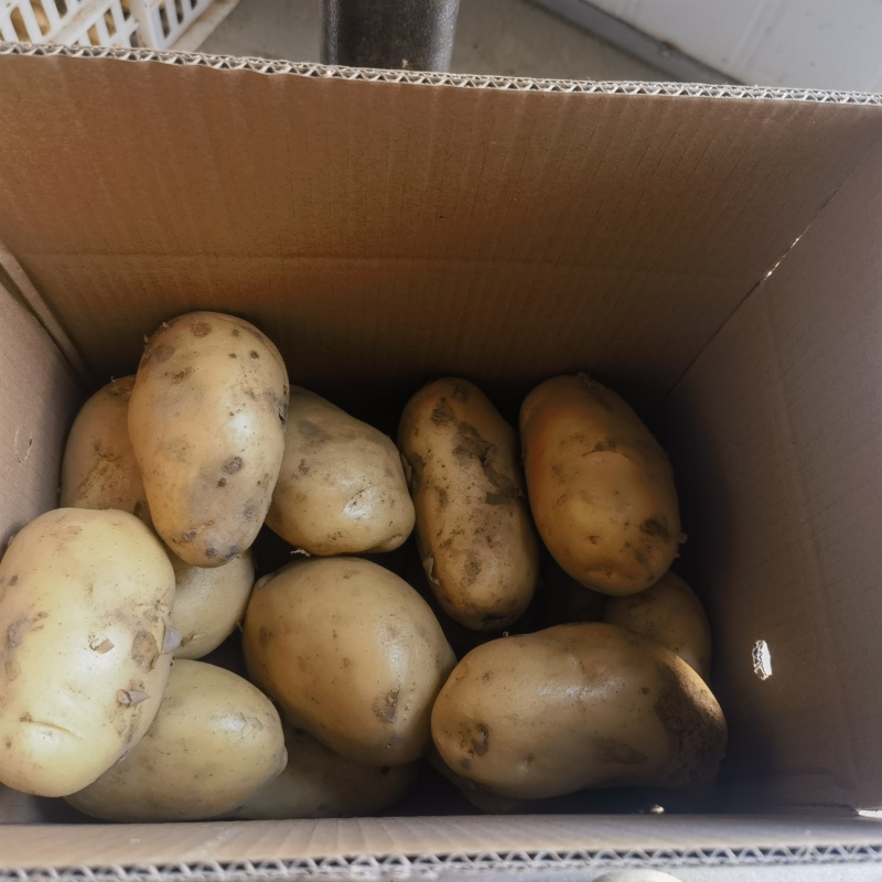 烟台荷兰十五沃土五号土豆电商团购一件代发