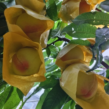水蜜桃