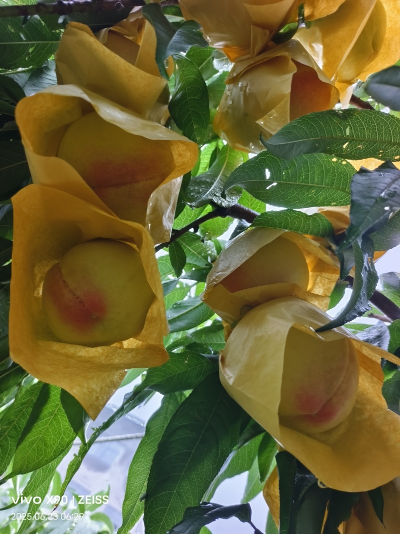 水蜜桃