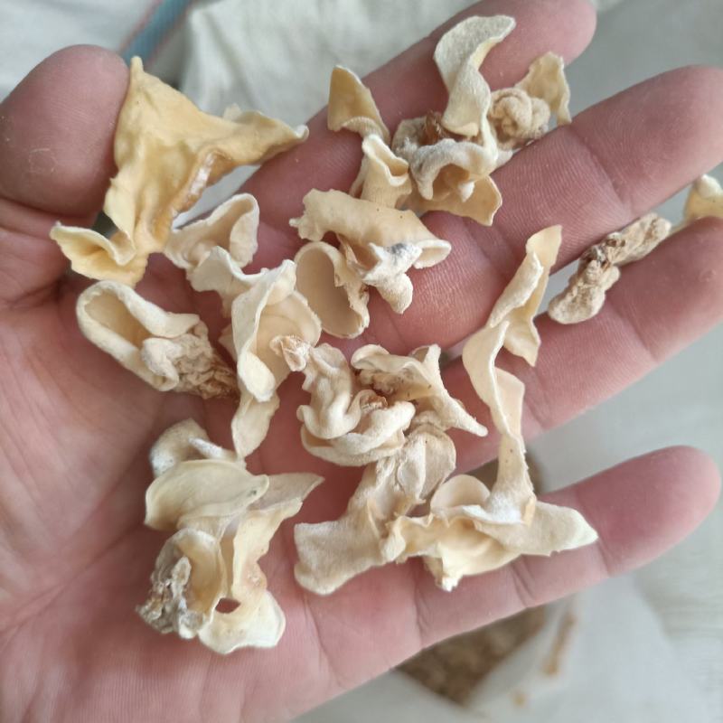 白木耳玉木耳摆地摊货价格不高玉耳赶集卖白木耳白木耳自产自