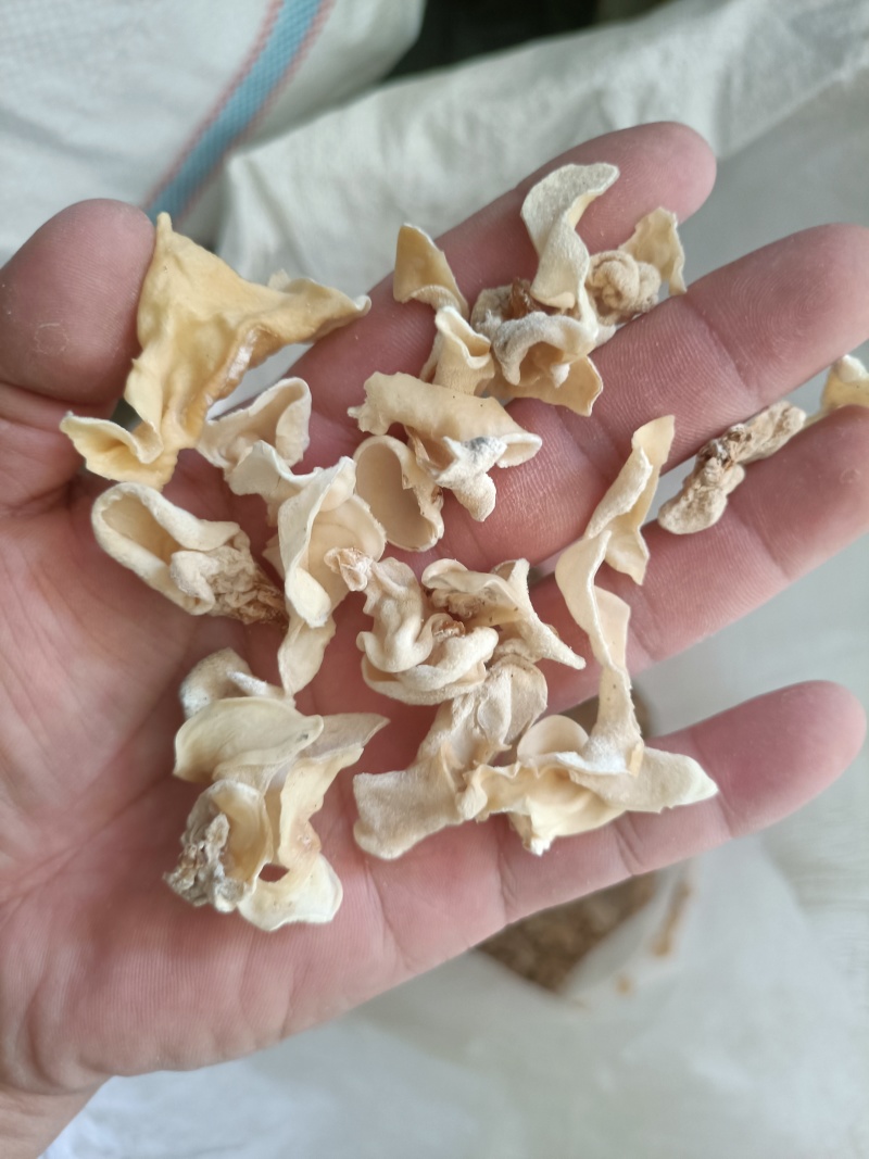 白木耳玉木耳摆地摊货价格不高玉耳赶集卖白木耳白木耳自产自