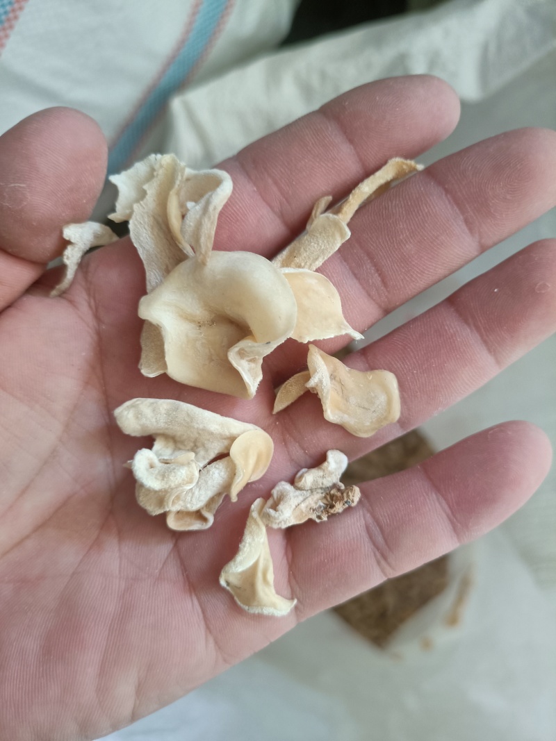 白木耳玉木耳摆地摊货价格不高玉耳赶集卖白木耳白木耳自产自