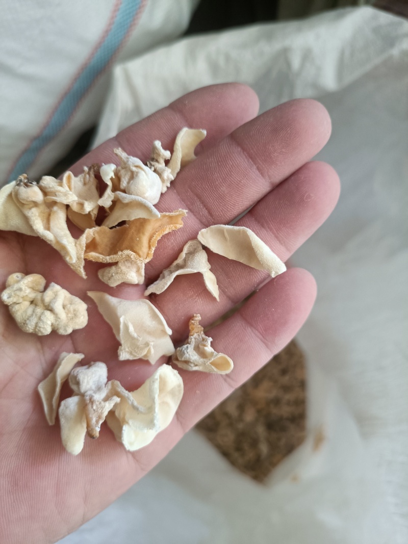 白木耳玉木耳摆地摊货价格不高玉耳赶集卖白木耳白木耳自产自