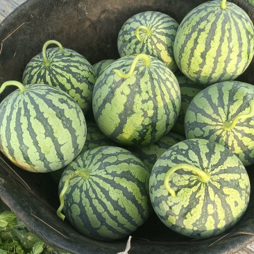美都西瓜