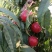 中油18桃