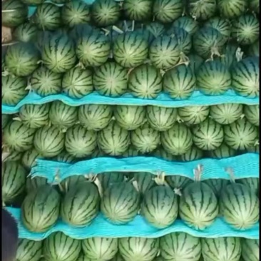 精品吊瓜大量上市，全国代发，黑山杨大种植合作社，需要的来