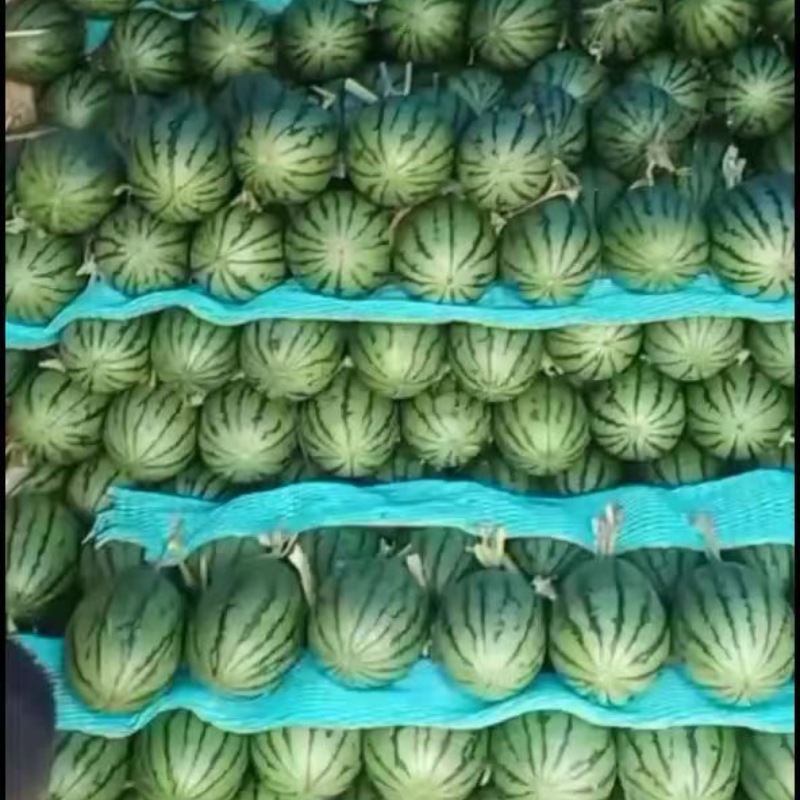 精品吊瓜大量上市，全国代发，黑山杨大种植合作社，需要的来