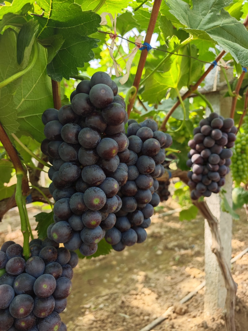 夏黑葡萄南太湖特早巨峰葡萄口感纯正万亩葡萄基地