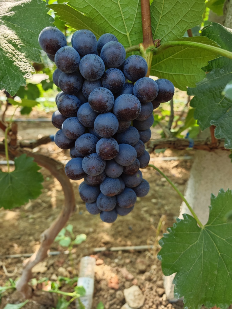 夏黑葡萄南太湖特早巨峰葡萄口感纯正万亩葡萄基地