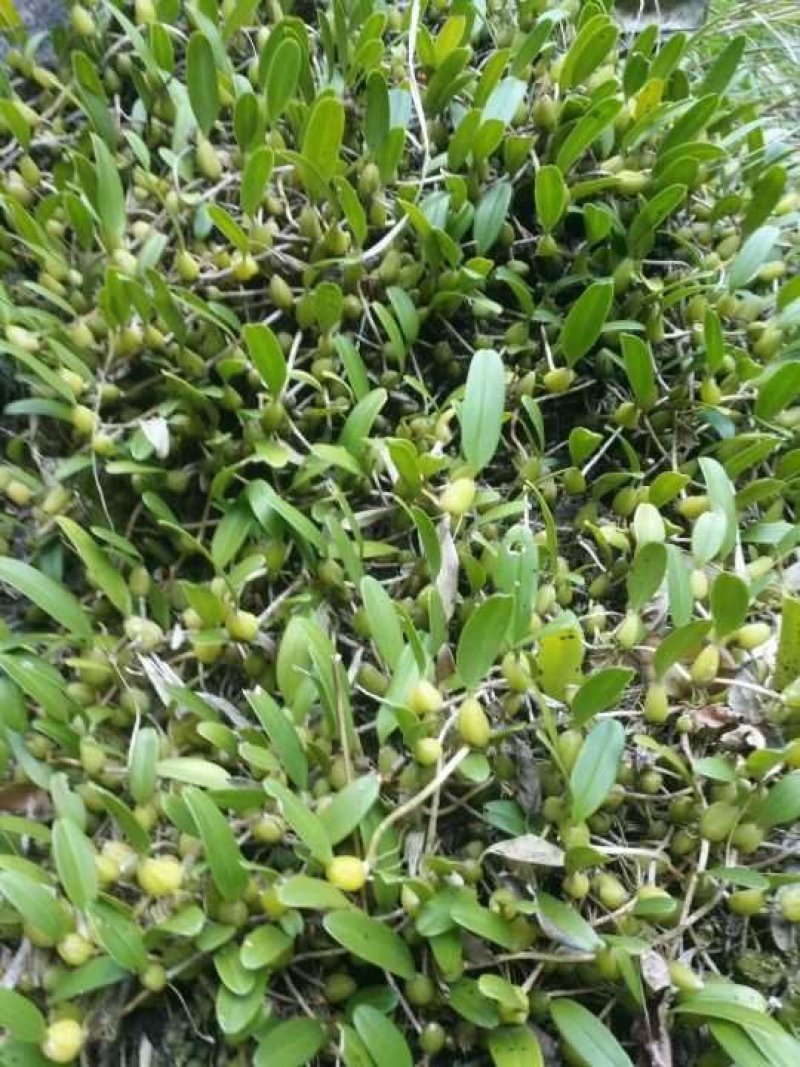 石橄榄