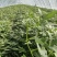 榴莲蜜薯丝滑，美秀，玛沙莉，高代原种株系