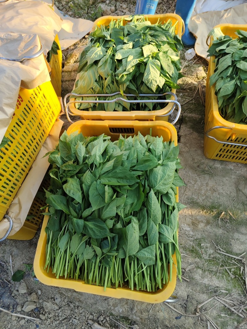 两百亩大棚辣椒叶，常年供应，广东种植规模**，欢迎合作！