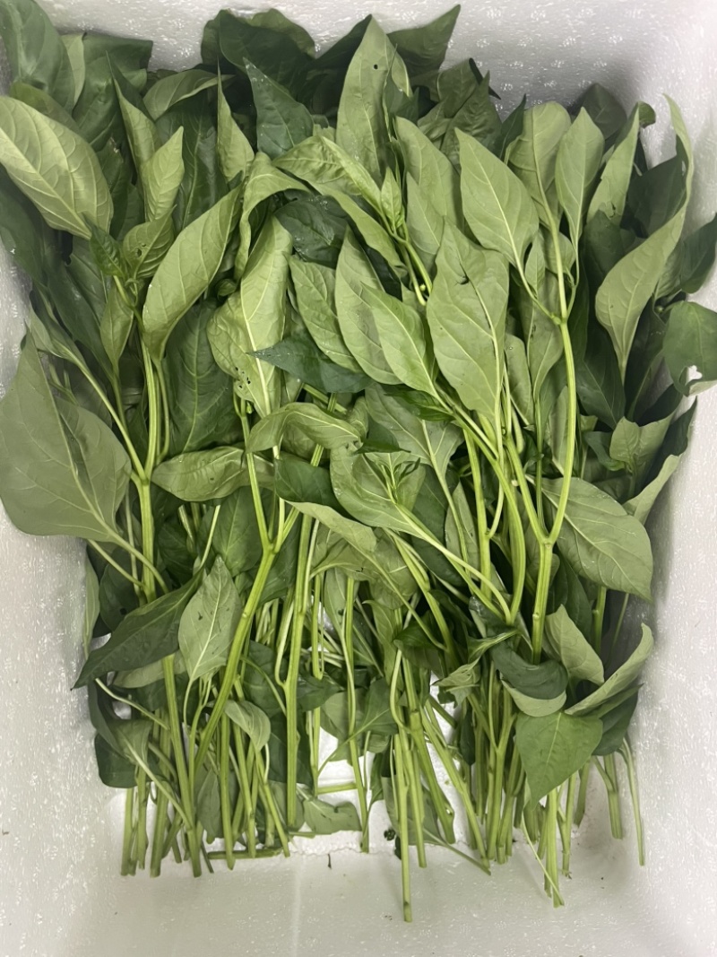 两百亩大棚辣椒叶，常年供应，广东种植规模**，欢迎合作！