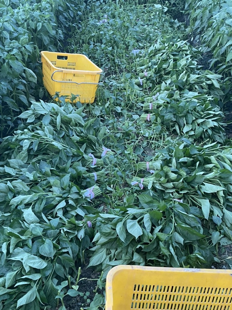 两百亩大棚辣椒叶，常年供应，广东种植规模**，欢迎合作！
