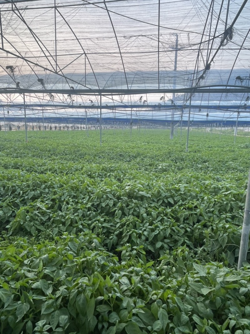 两百亩大棚辣椒叶，常年供应，广东种植规模**，欢迎合作！