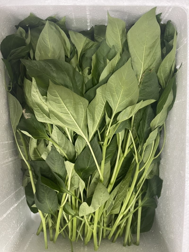 两百亩大棚辣椒叶，常年供应，广东种植规模**，欢迎合作！