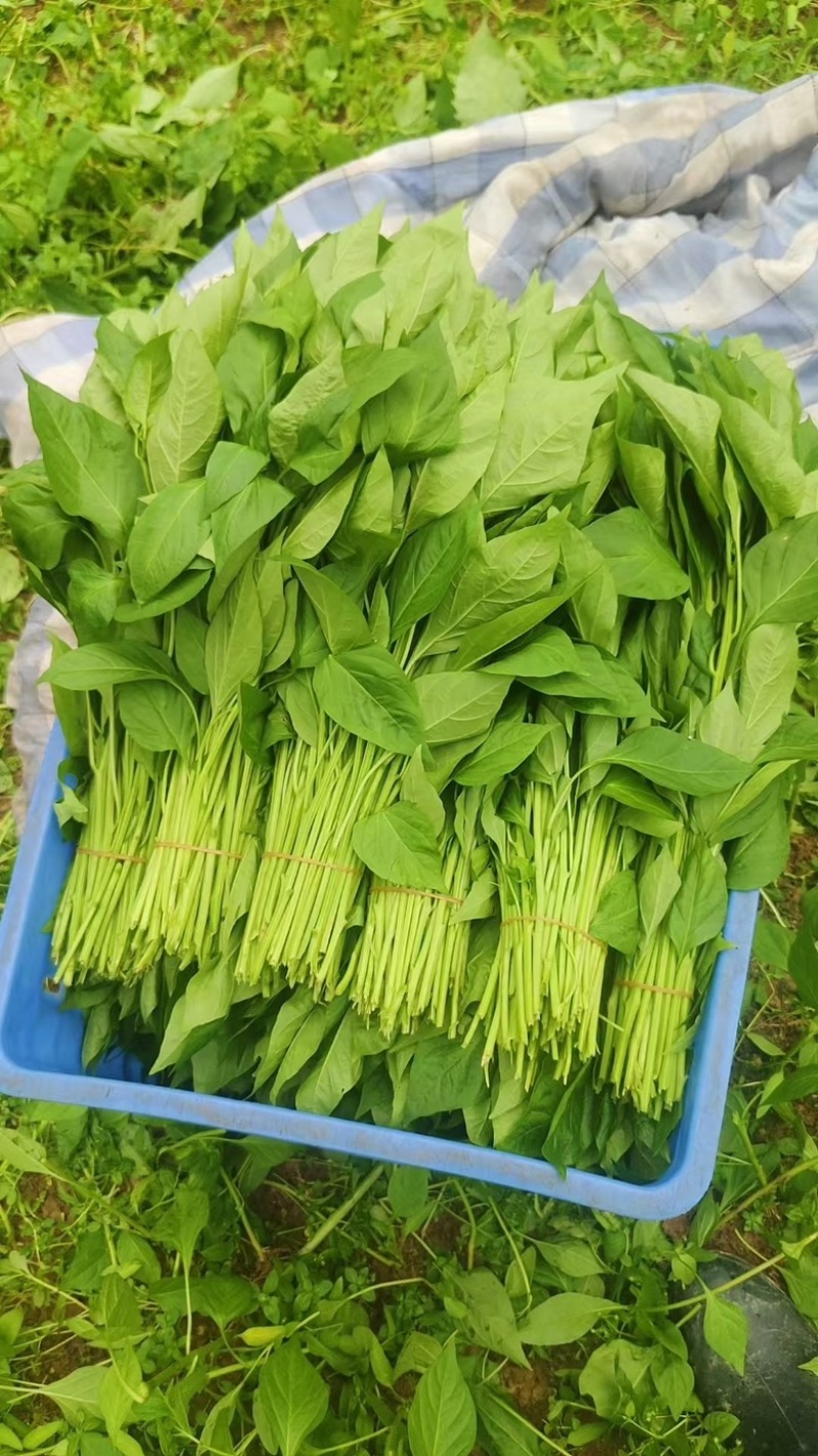 两百亩大棚辣椒叶，常年供应，广东种植规模**，欢迎合作！