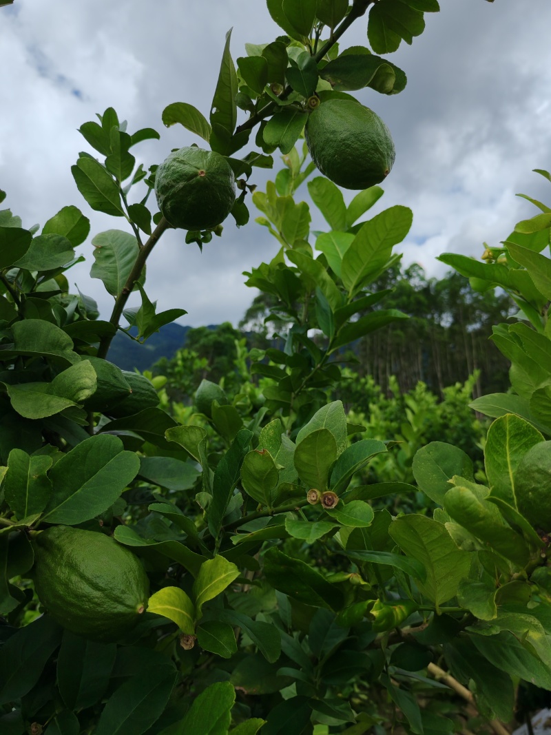 广东香水柠檬无籽！自己家山区种植0污染，爆香奶茶店专用