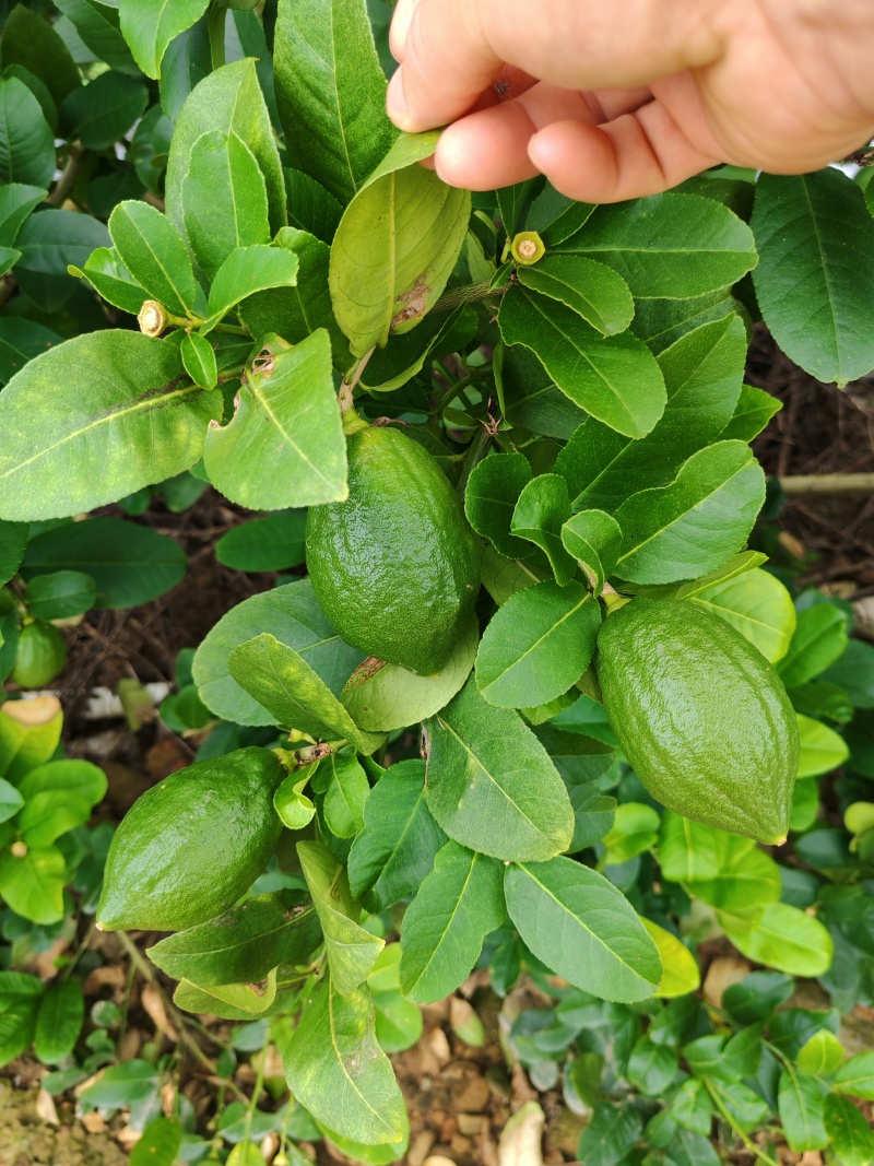 广东香水柠檬无籽！自己家山区种植0污染，爆香奶茶店专用