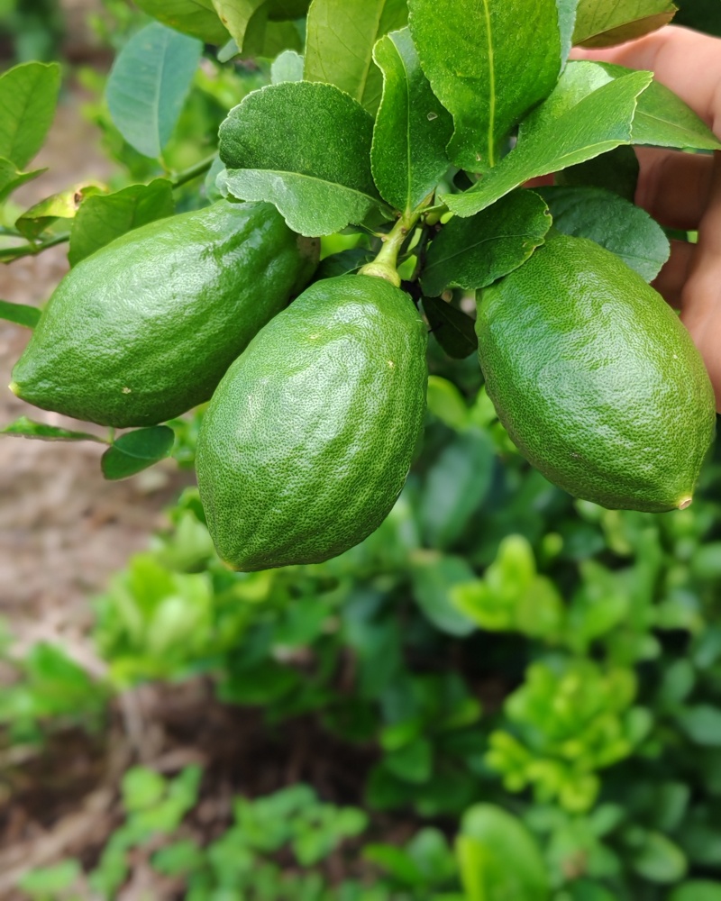 广东香水柠檬无籽！自己家山区种植0污染，爆香奶茶店专用