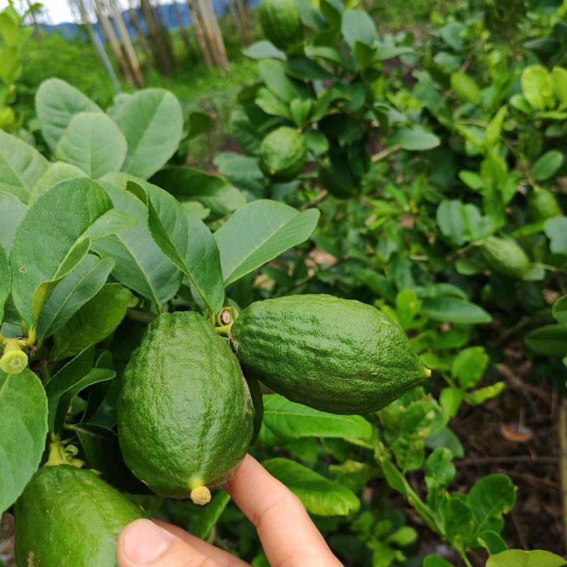 广东香水柠檬无籽！自己家山区种植0污染，爆香奶茶店专用
