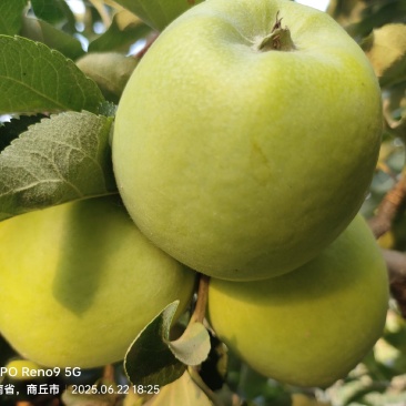 华硕苹果